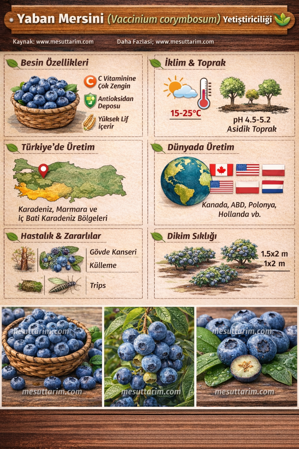 Blueberry (Yaban Mersini)