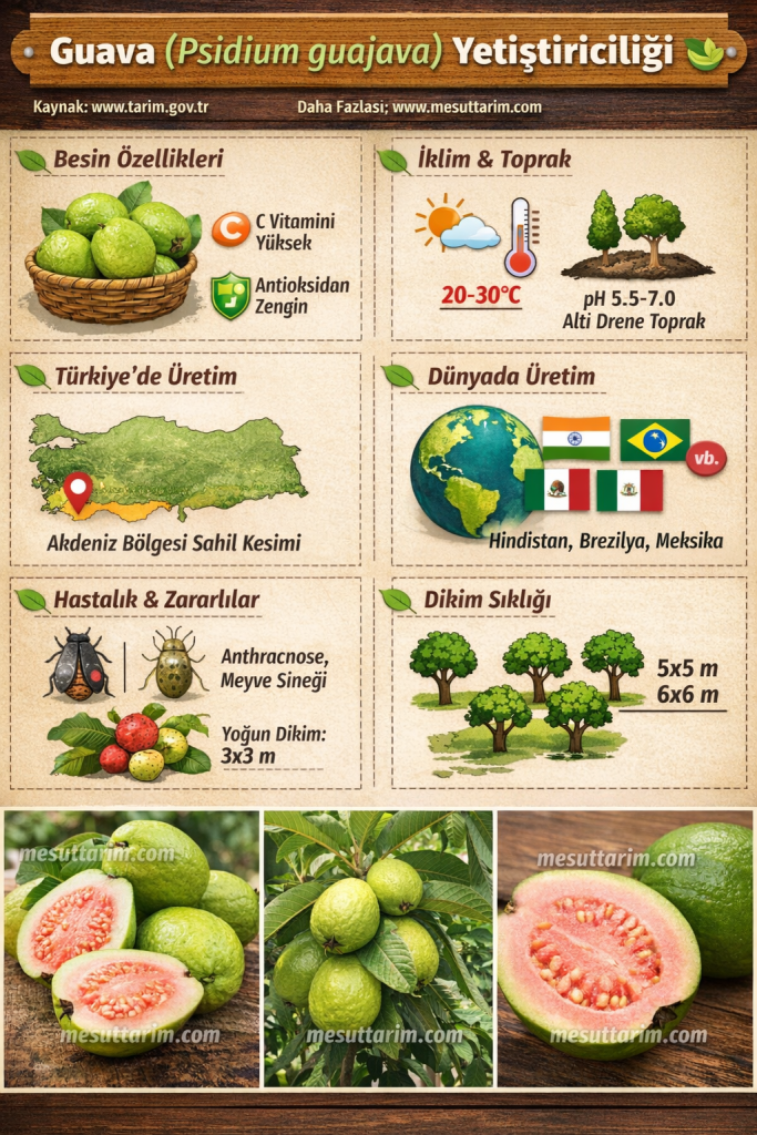 Guava (Psidium guajava)