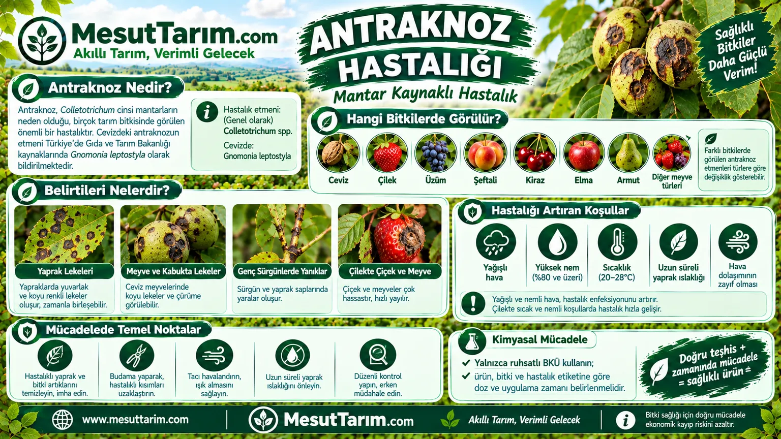 Antraknoz Hastalığı ve Mücadelesi