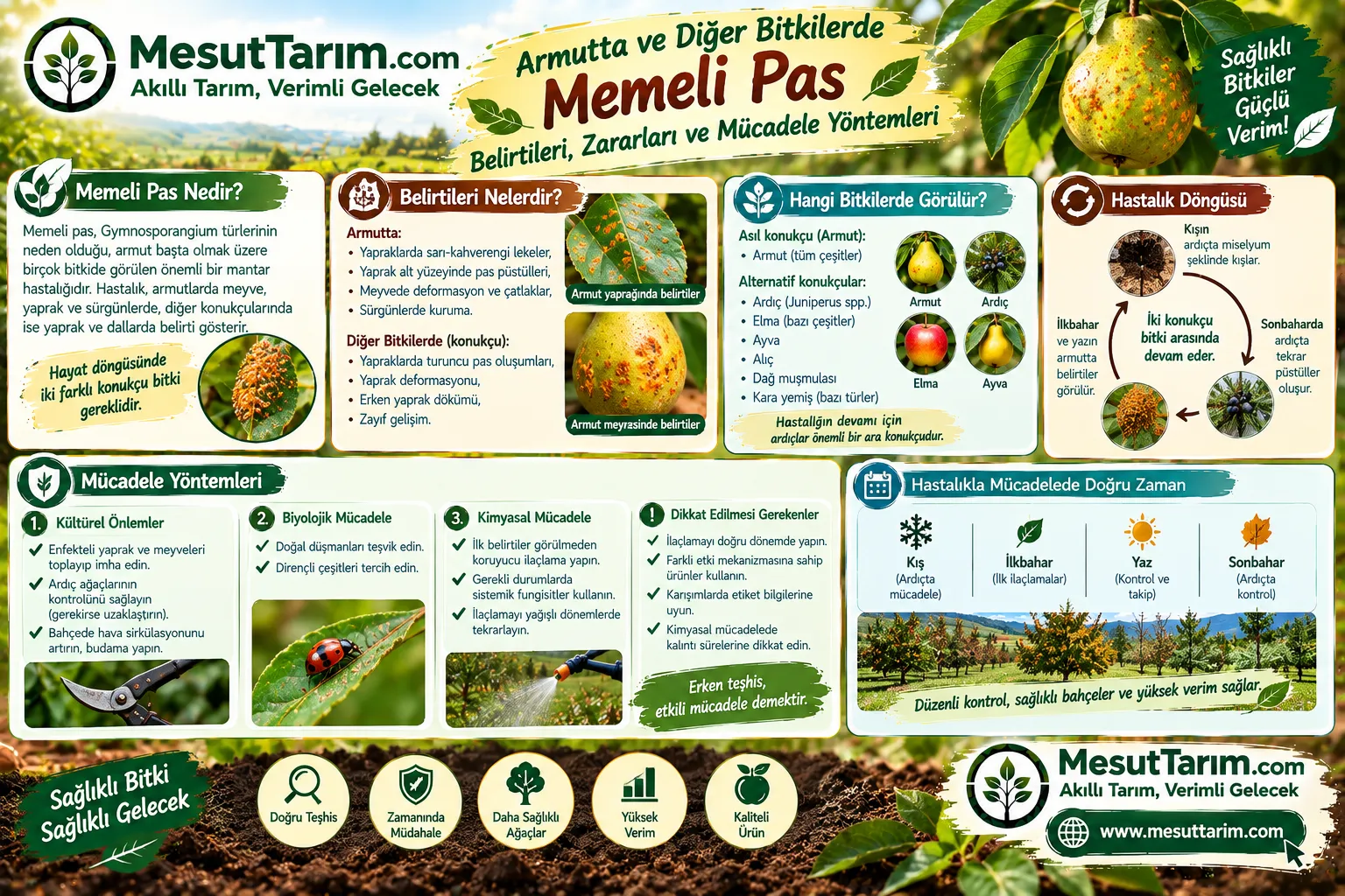 Armut Memeli Pası: Belirtileri, Konukçuları ve Mücadelesi