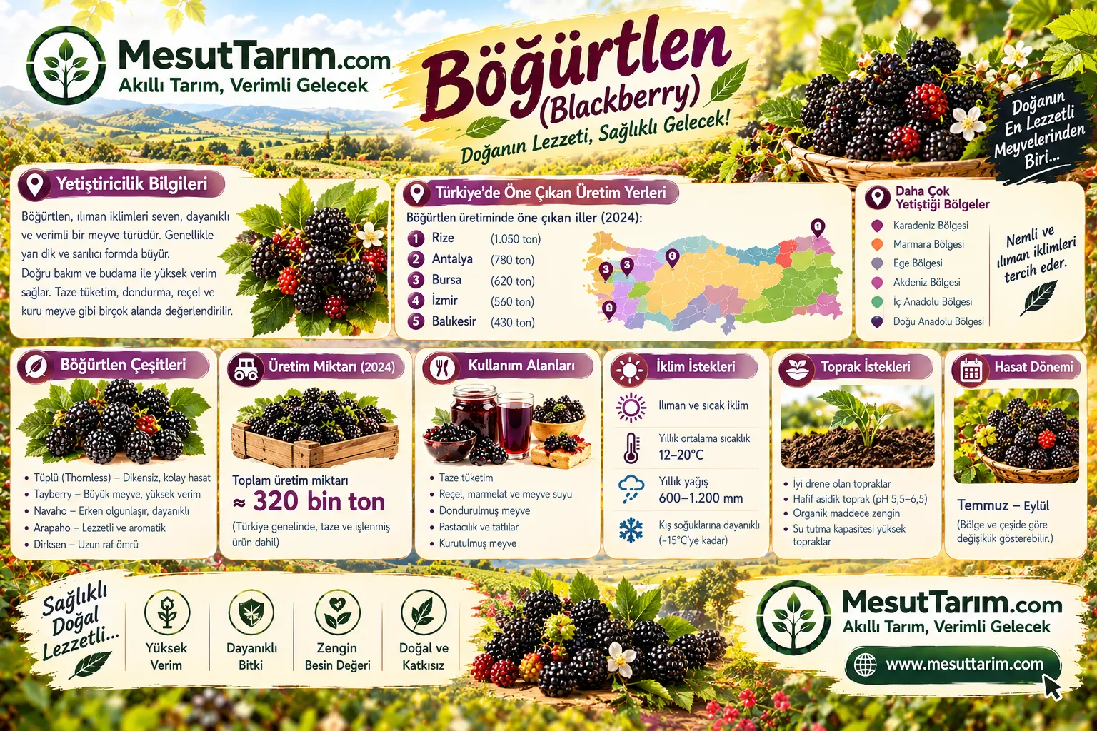 Böğürtlen Yetiştiriciliği: Çeşitler, Dikim, Budama, Sulama ve Üretim Rehberi