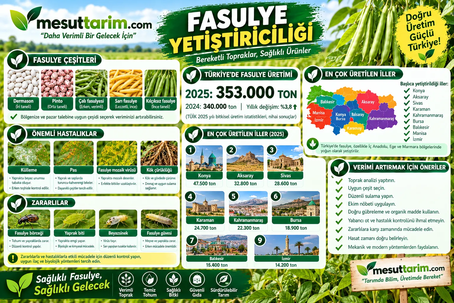 Kuru Fasulye ve Taze Fasulye Çeşitleri