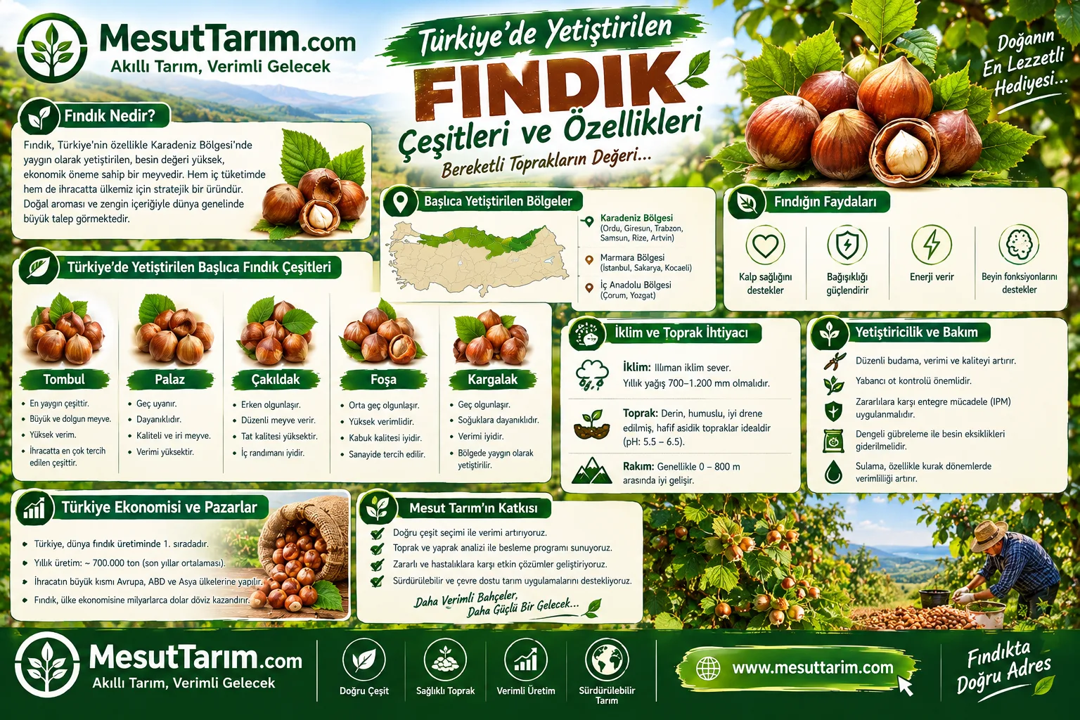 Türkiye'de ve Dünyada Yetiştirilen Fındık Çeşitleri