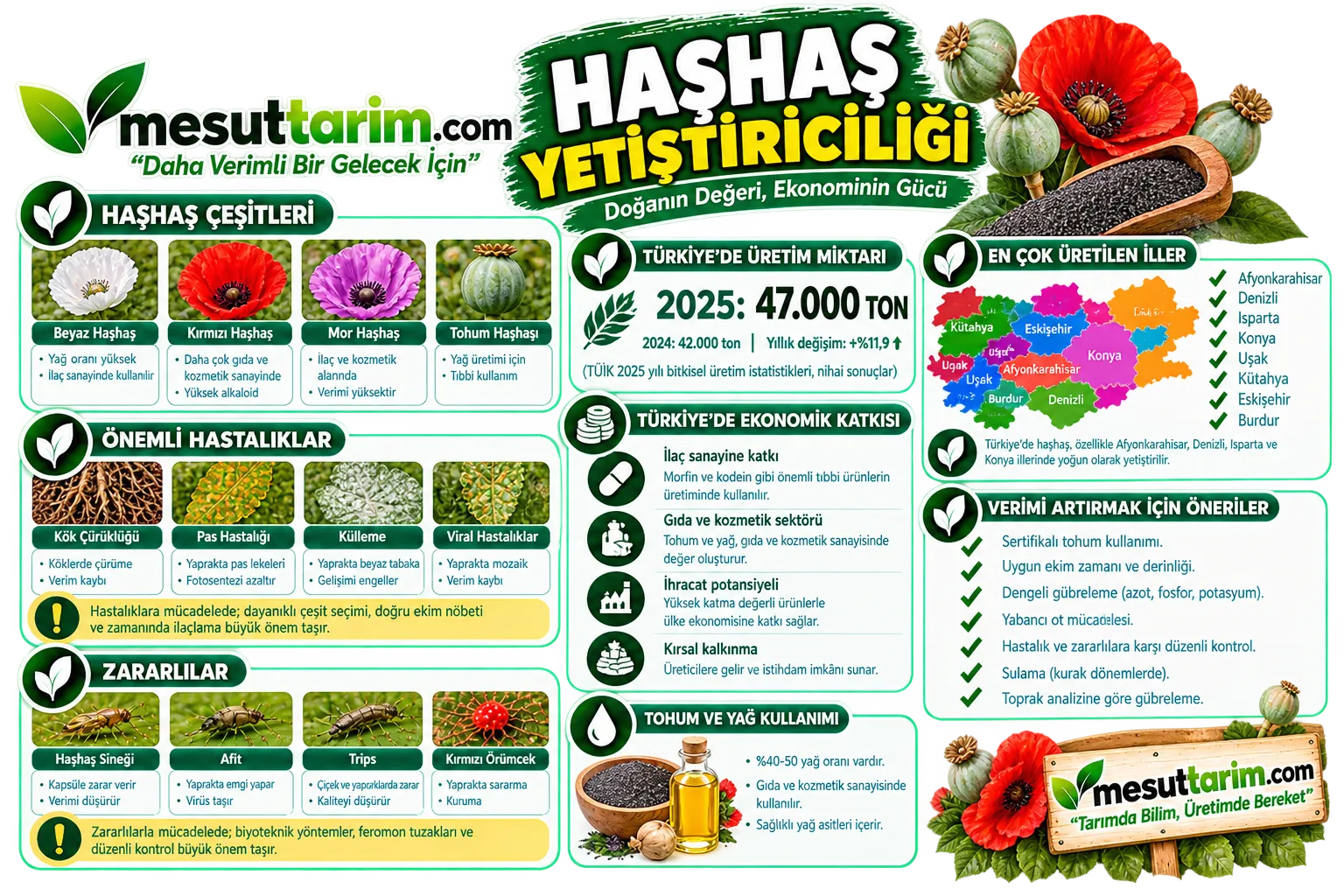 Haşhaş Yetiştiriciliği: Çeşitleri, Üretimi ve Bakımı