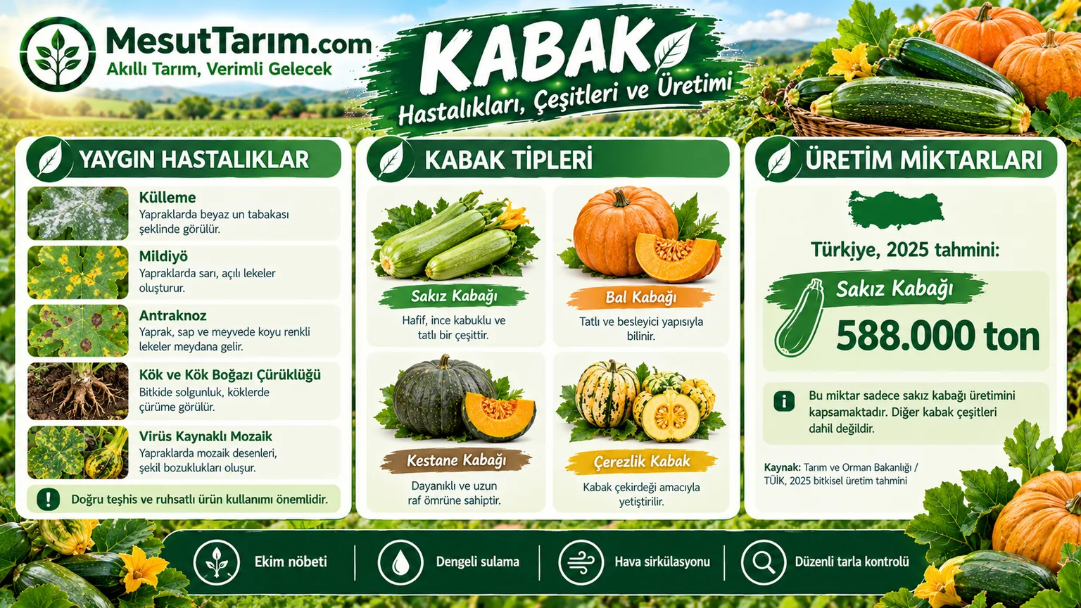 Kabak Yetiştiriciliği: Türleri, Çeşitleri ve Üretim Rehberi
