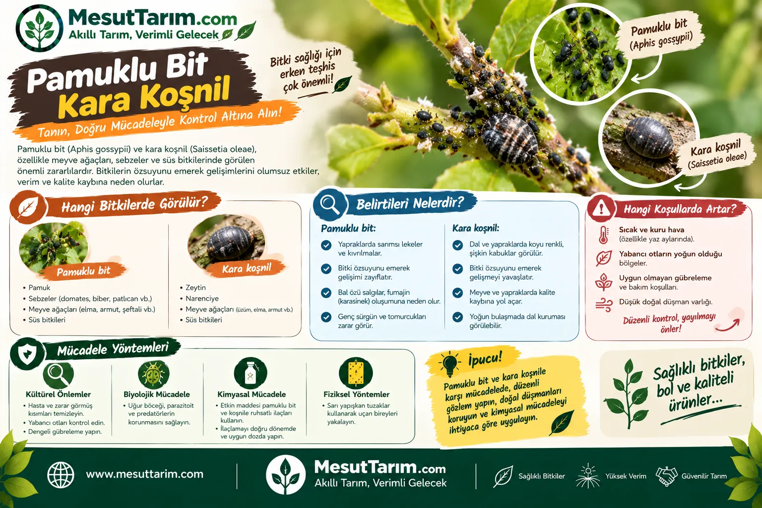 Zeytinde Pamuklu Bit ve Kara Koşnil Mücadelesi