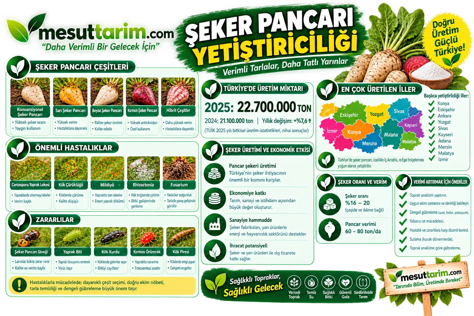 Şeker Pancarı Yetiştiriciliği: Ekim, Sulama, Gübreleme ve Hasat Rehberi