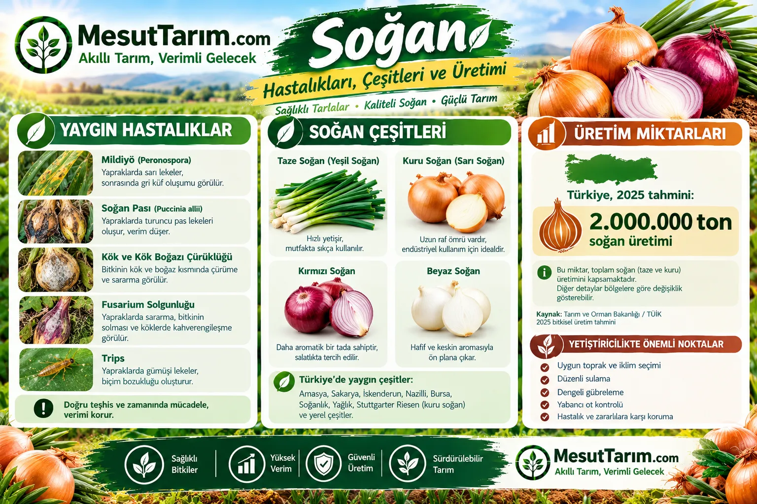Soğan Yetiştiriciliği: Çeşitleri, Ekim Zamanı ve Üretim Rehberi