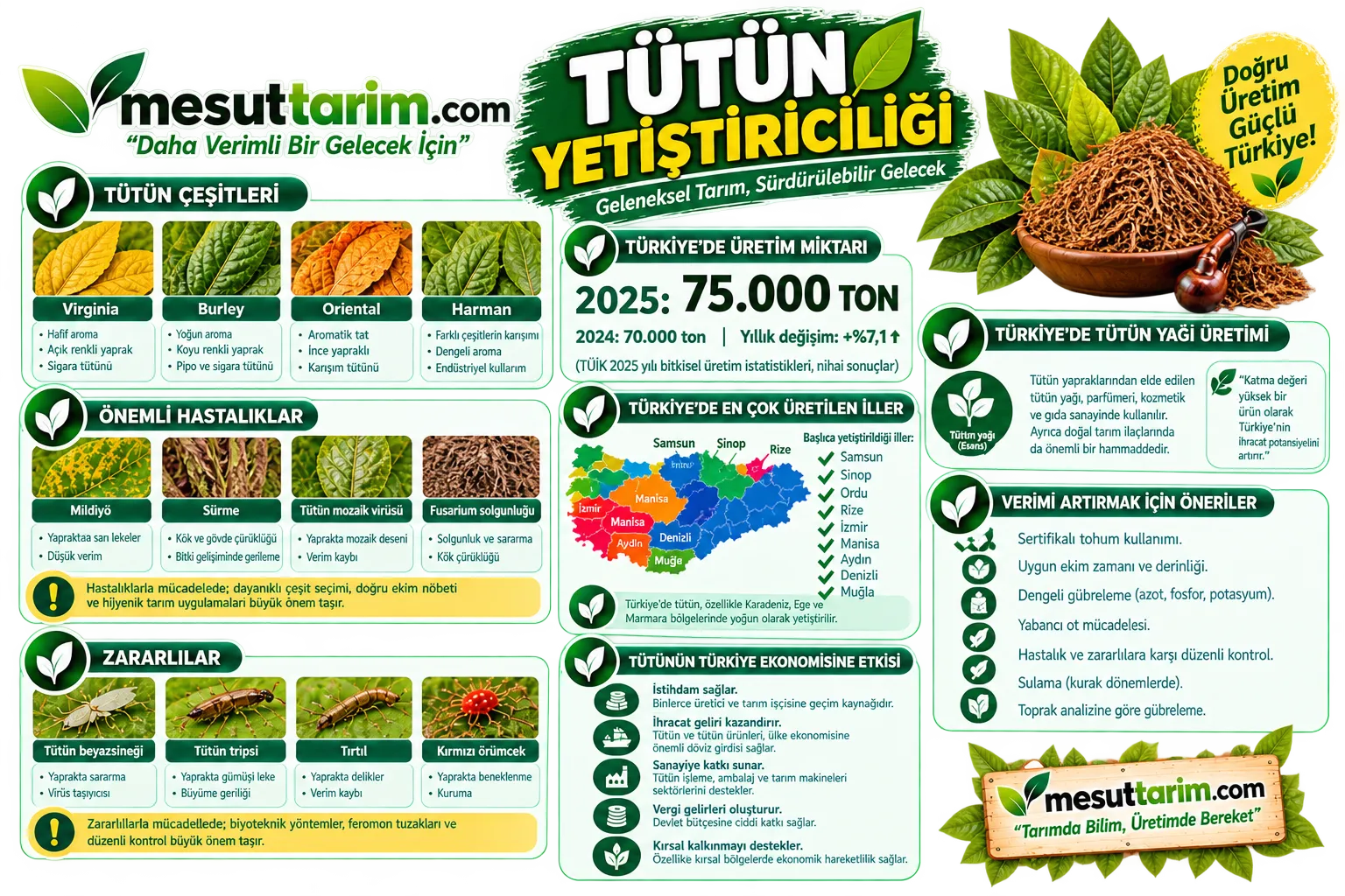 Tütün Yetiştiriciliği: Çeşitler, Dikim, Sulama ve Hasat