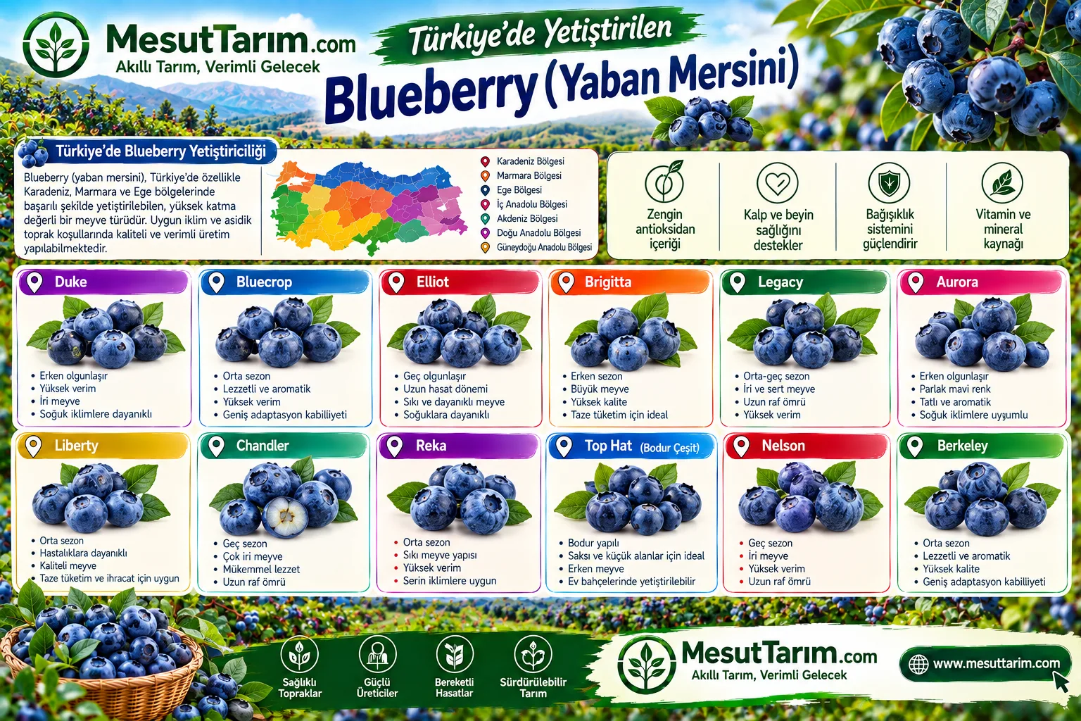 Blueberry (Mavi Yemiş ve Yaban Mersini) Yetiştiriciliği