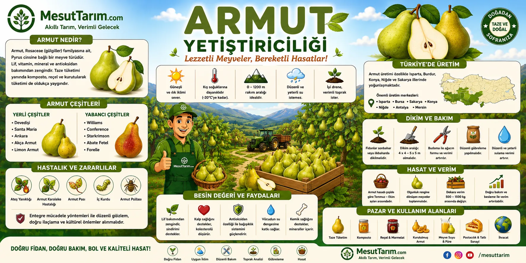 Armut Yetiştiriciliği (Pyrus communis)