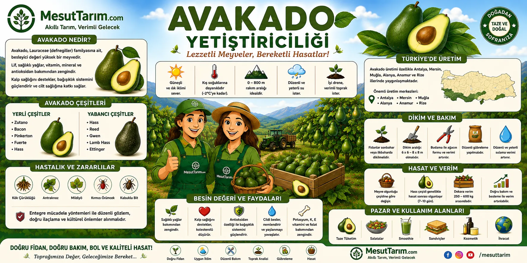 Avokado (Persea americana)