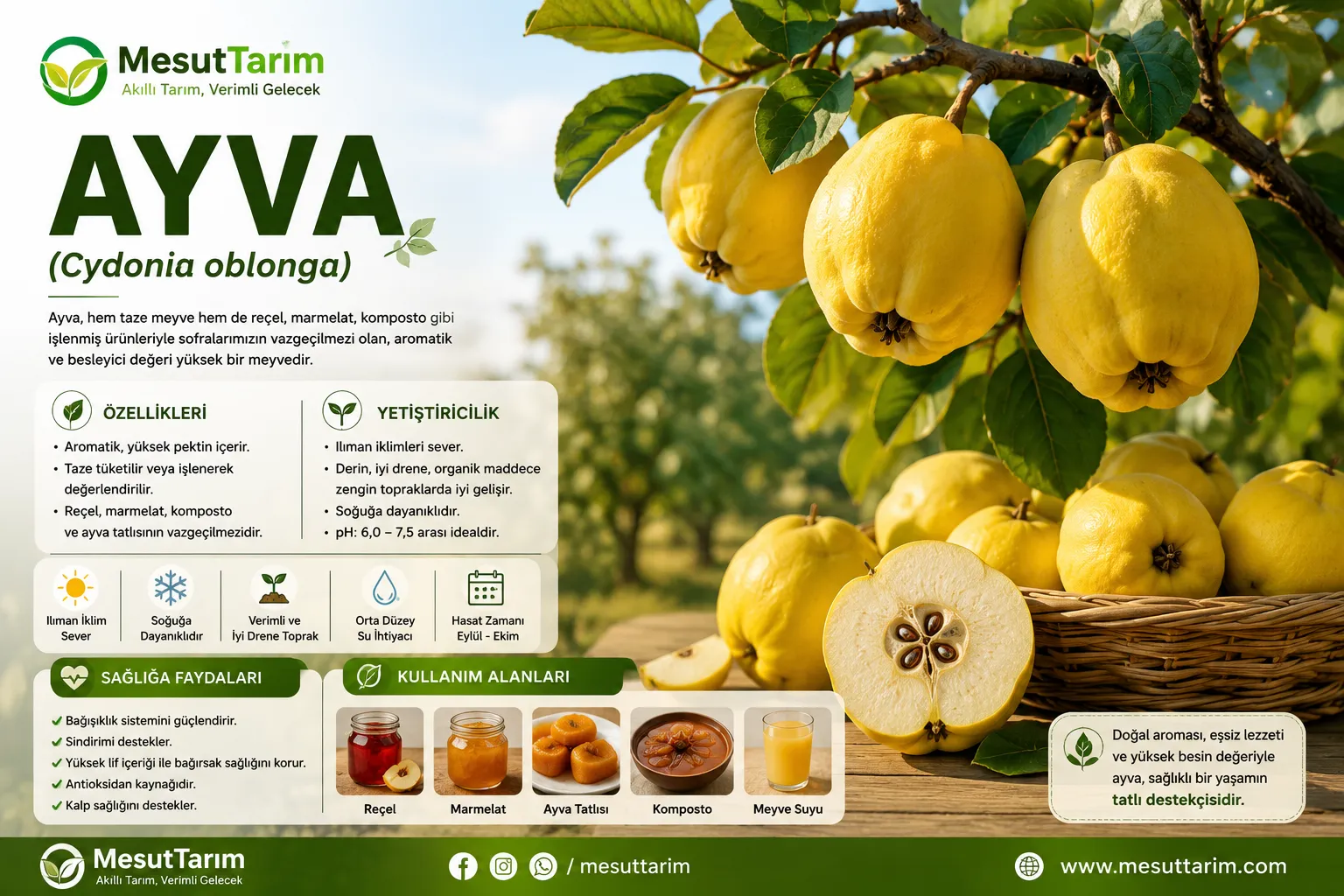 Ayva (Cydonia oblonga)