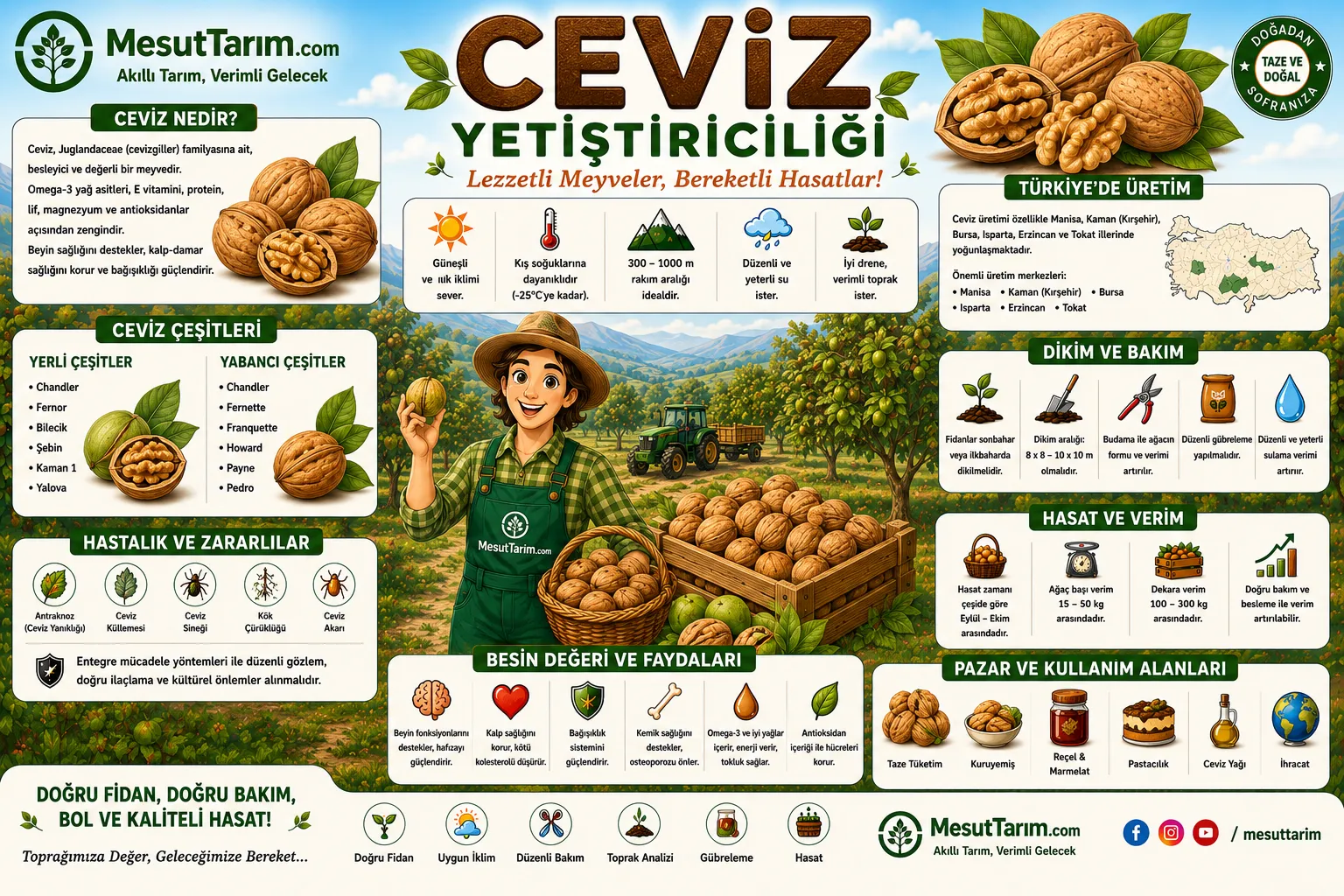 Ceviz Yetiştiriciliği (Juglans regia)