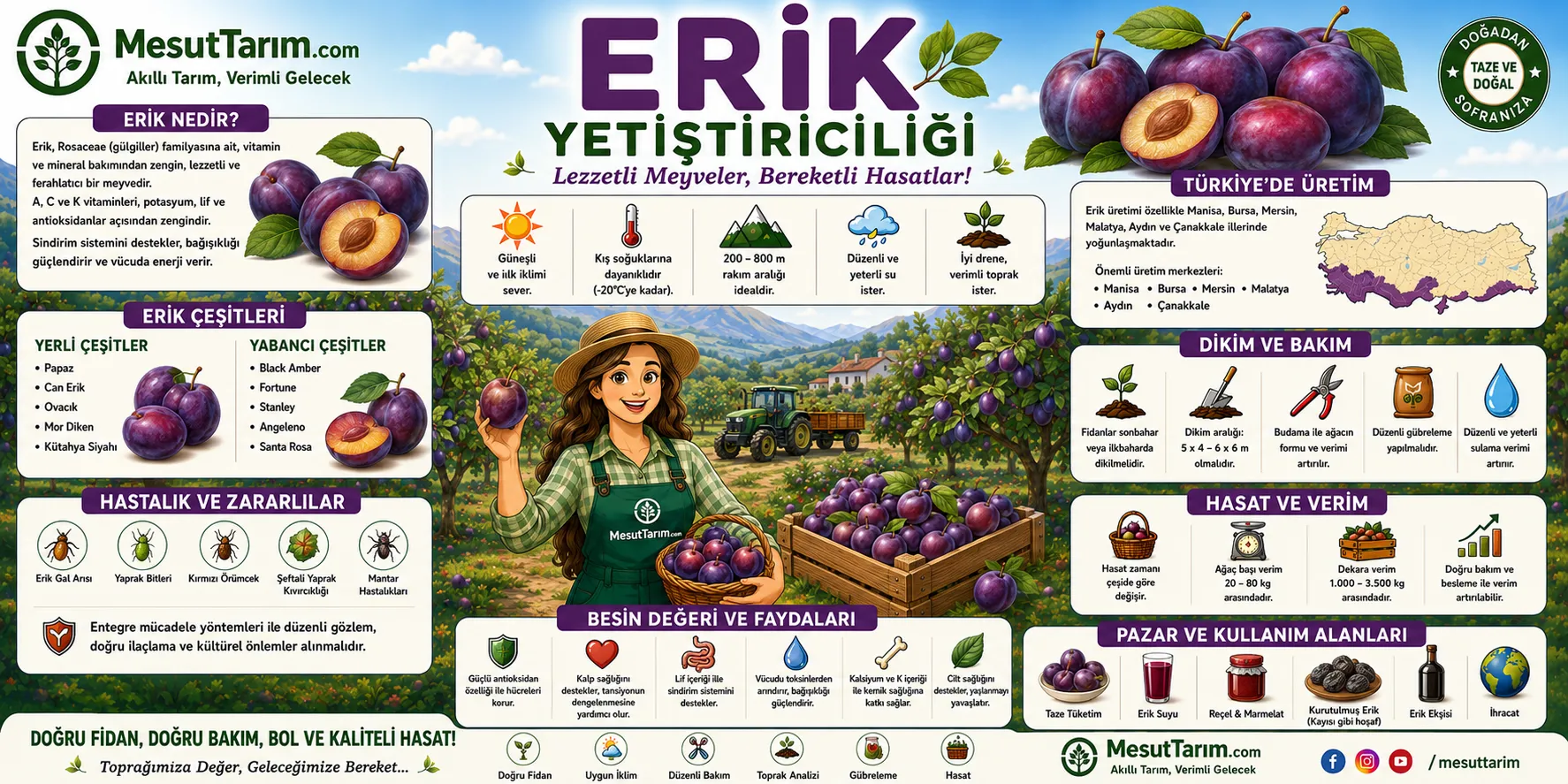 Erik Yetiştiriciliği (Prunus spp.)
