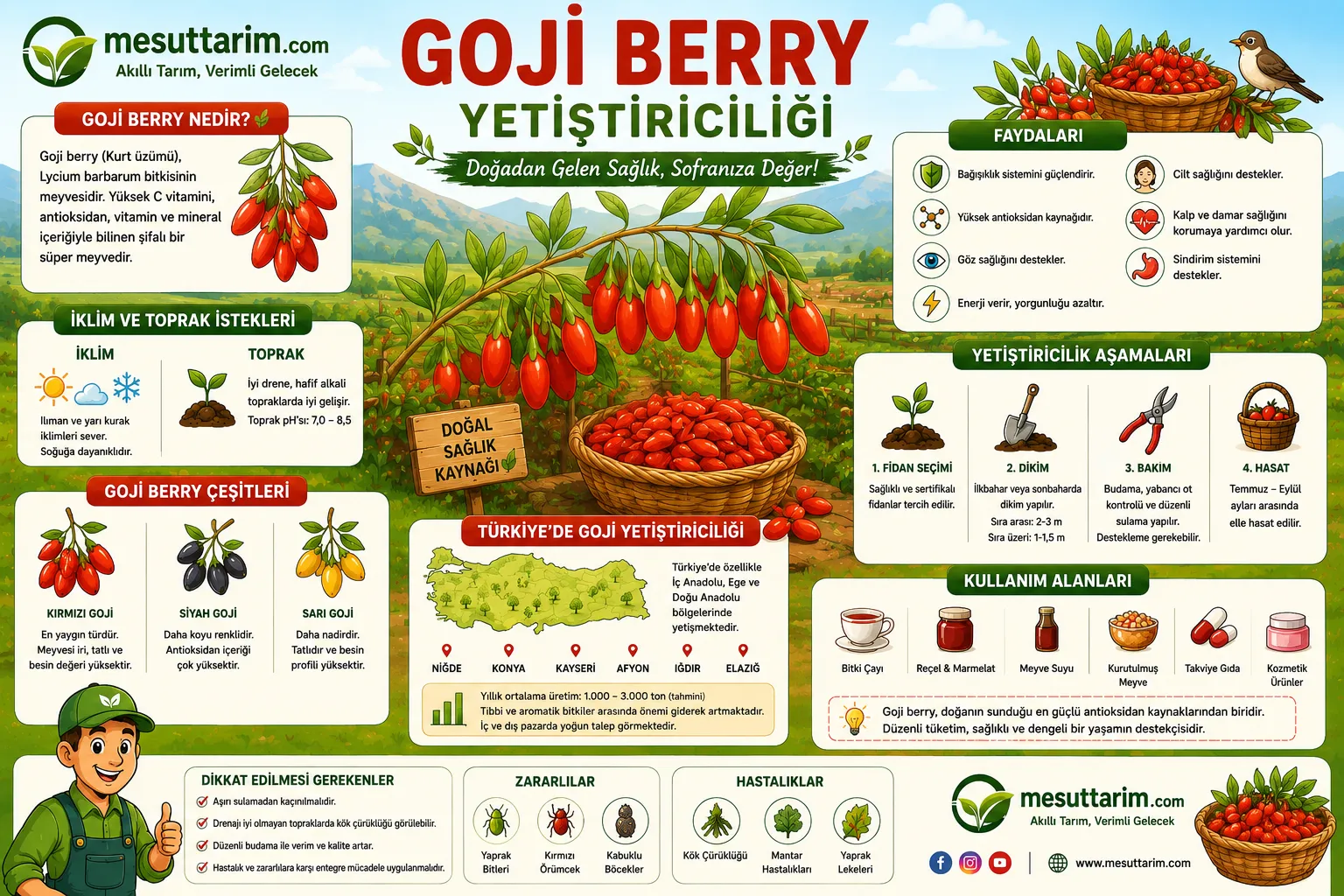Goji Berry (Kurt Üzümü) Meyvesi