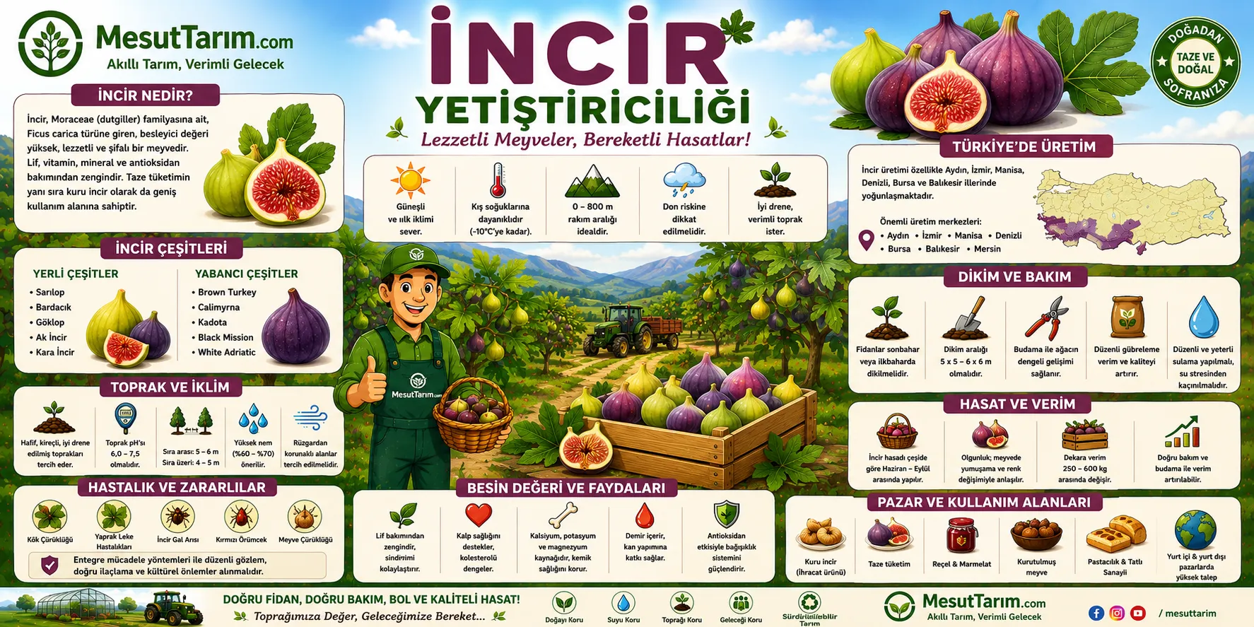 İncir Yetiştiriciliği (Ficus carica)