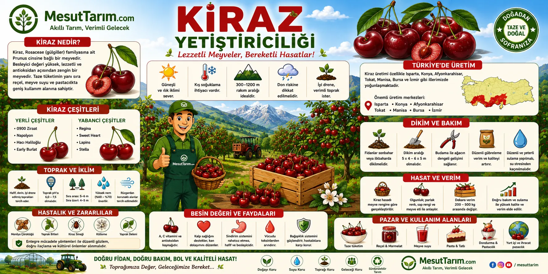 Kiraz Yetiştiriciliği
