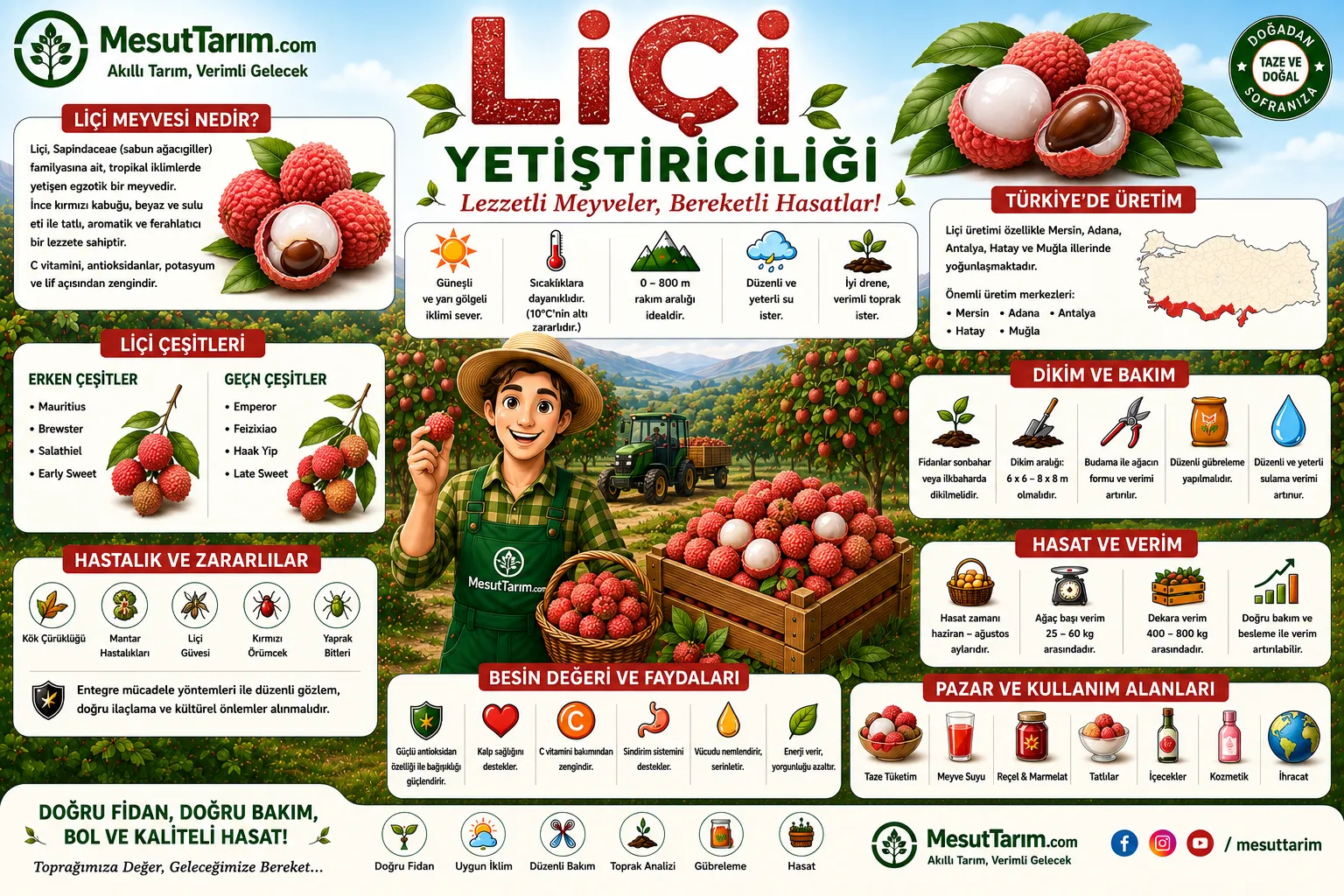 Liçi (Lychee) Yetiştiriciliği