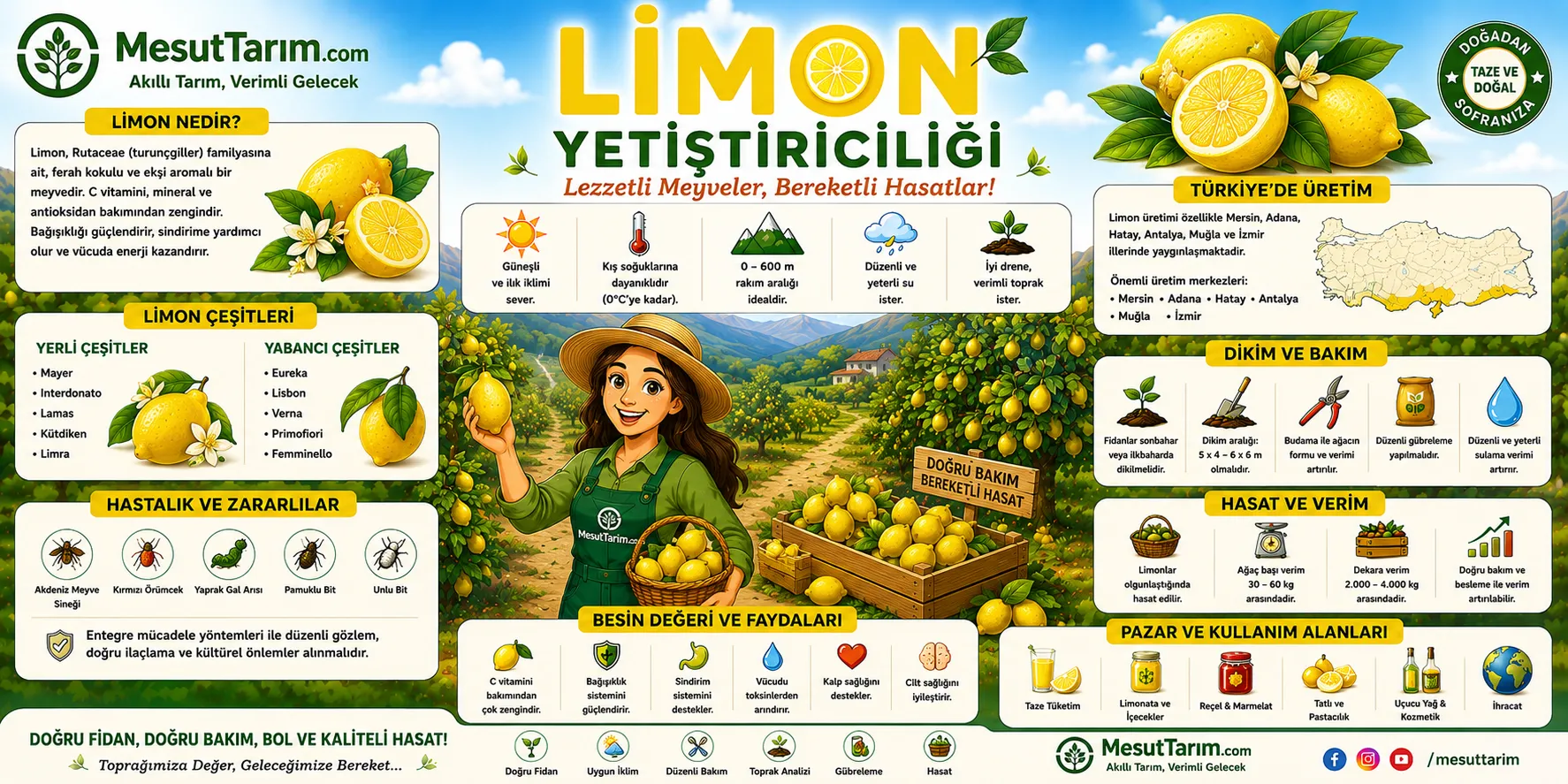 Limon Yetiştiriciliği