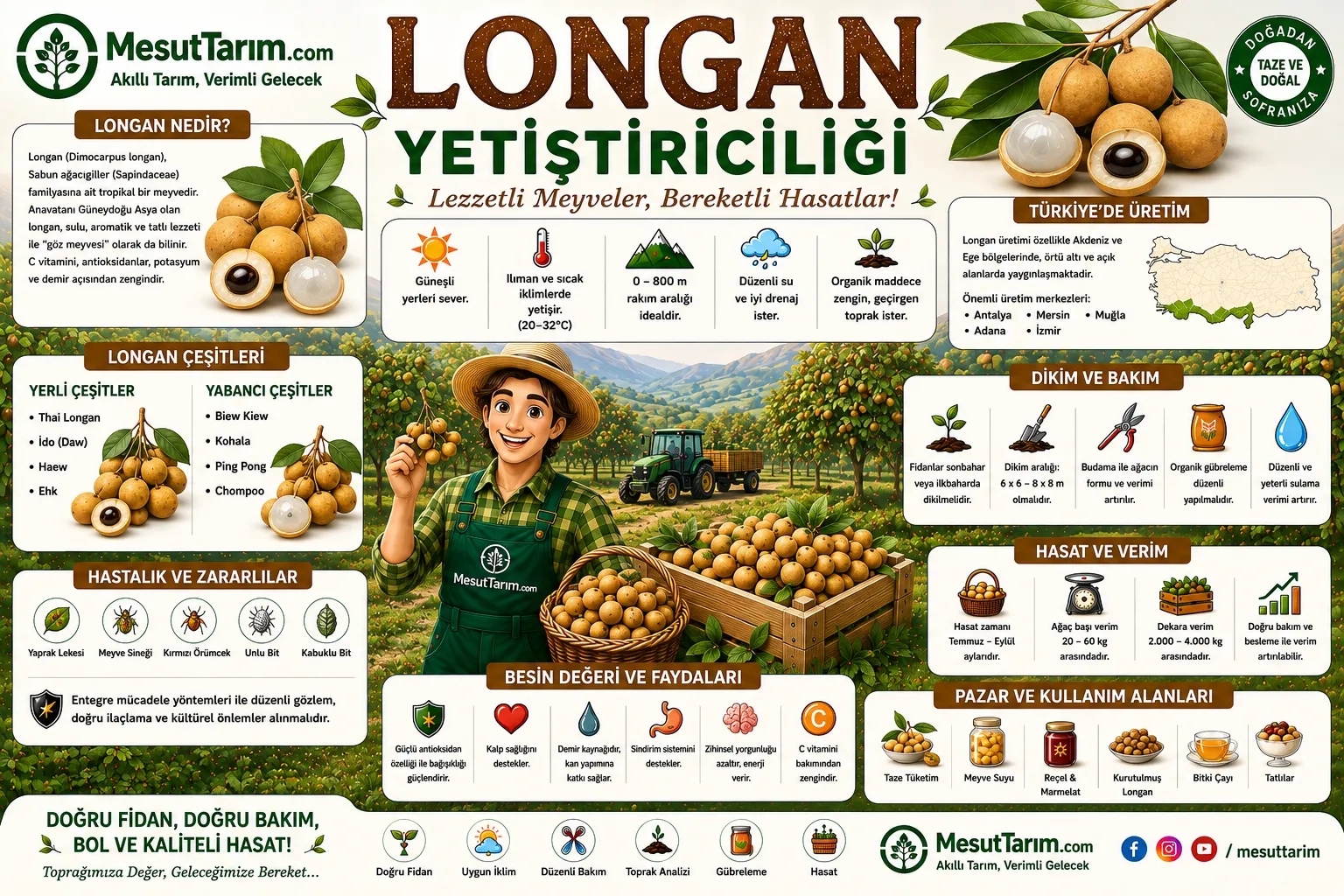 Longan Meyvesi (Ejder Gözü Meyvesi)