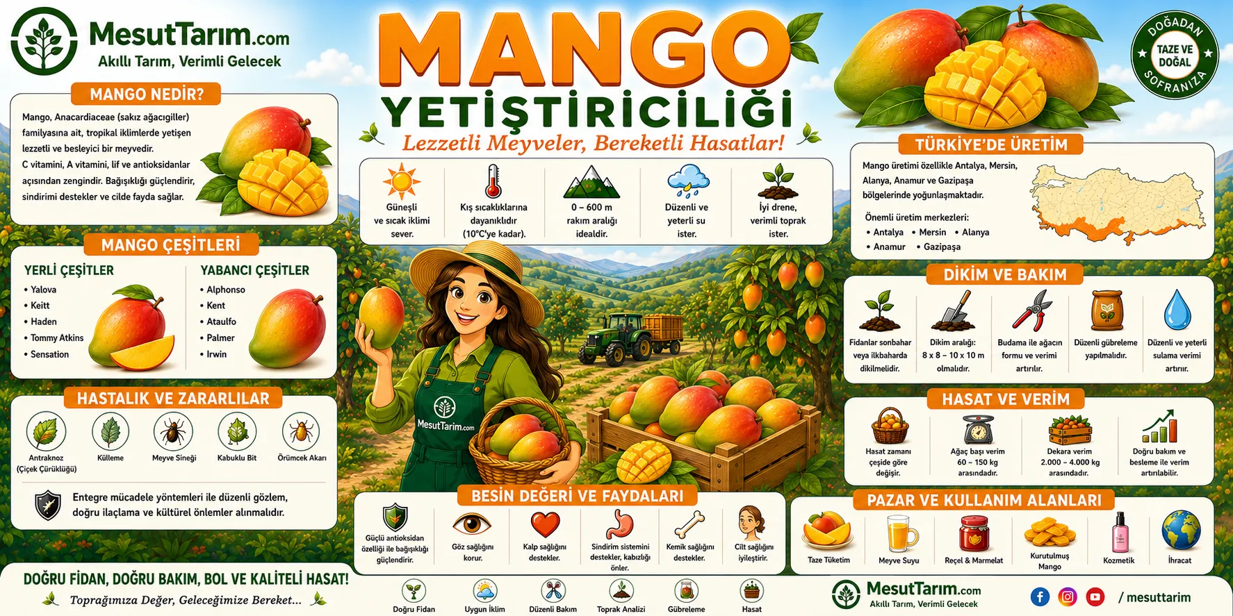 Mango (Mangifera indica) Yetiştiriciliği