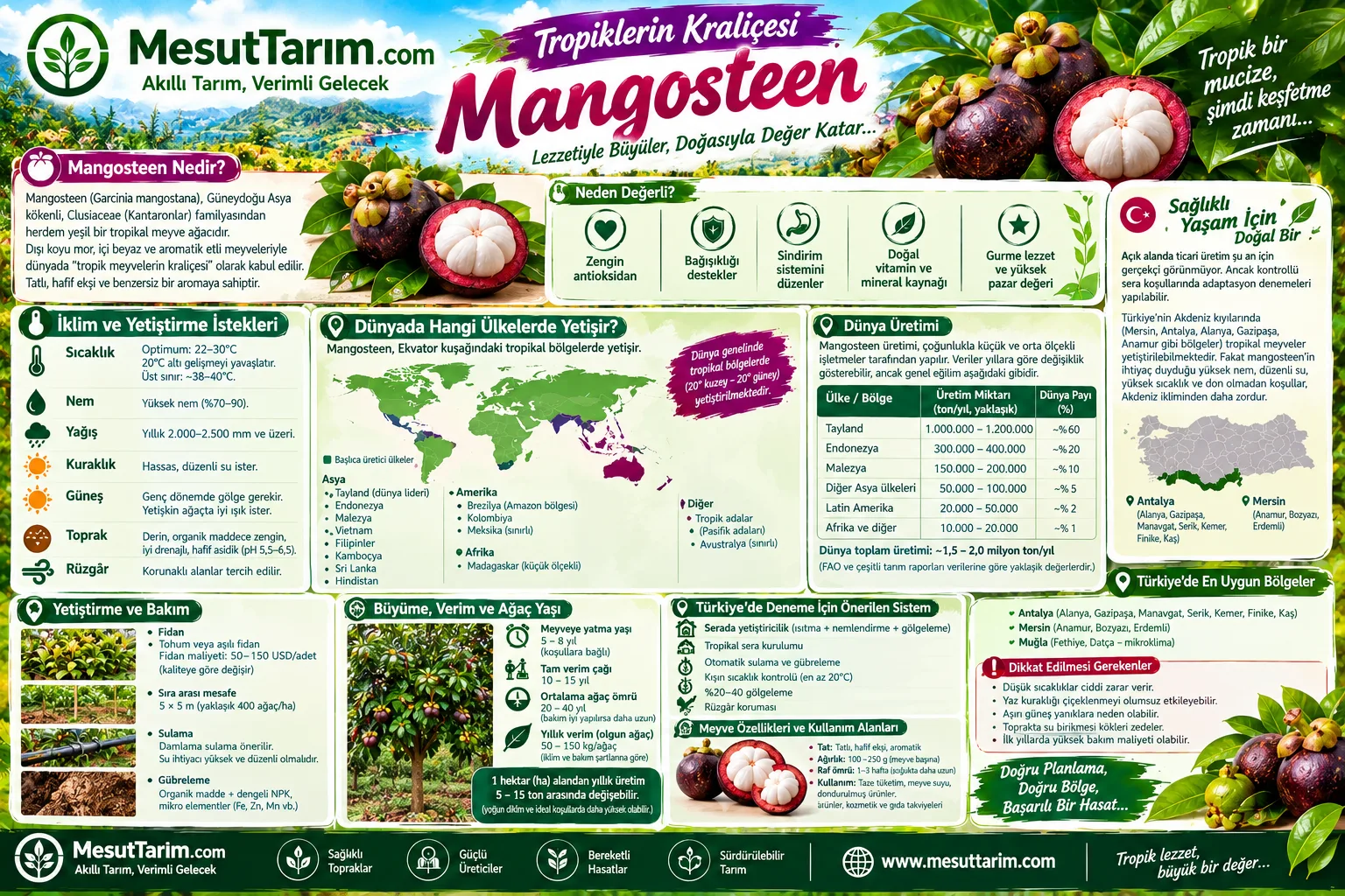 Mangosteen (Mangostan) Türkiye'de Yetişir mi? Yetiştiriciliği ve İklim İstekleri