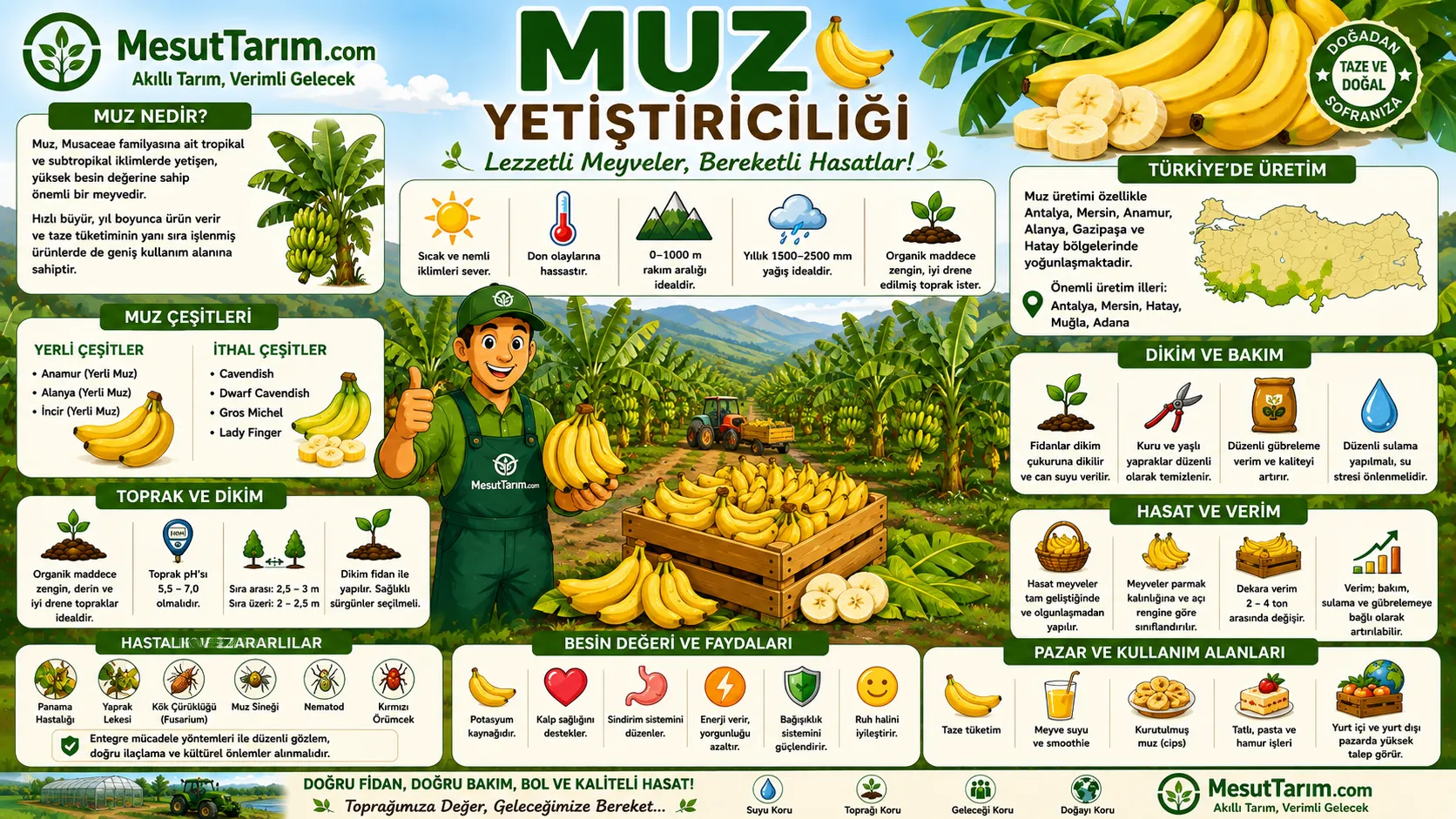 Muz Yetiştiriciliği (Musa spp.)