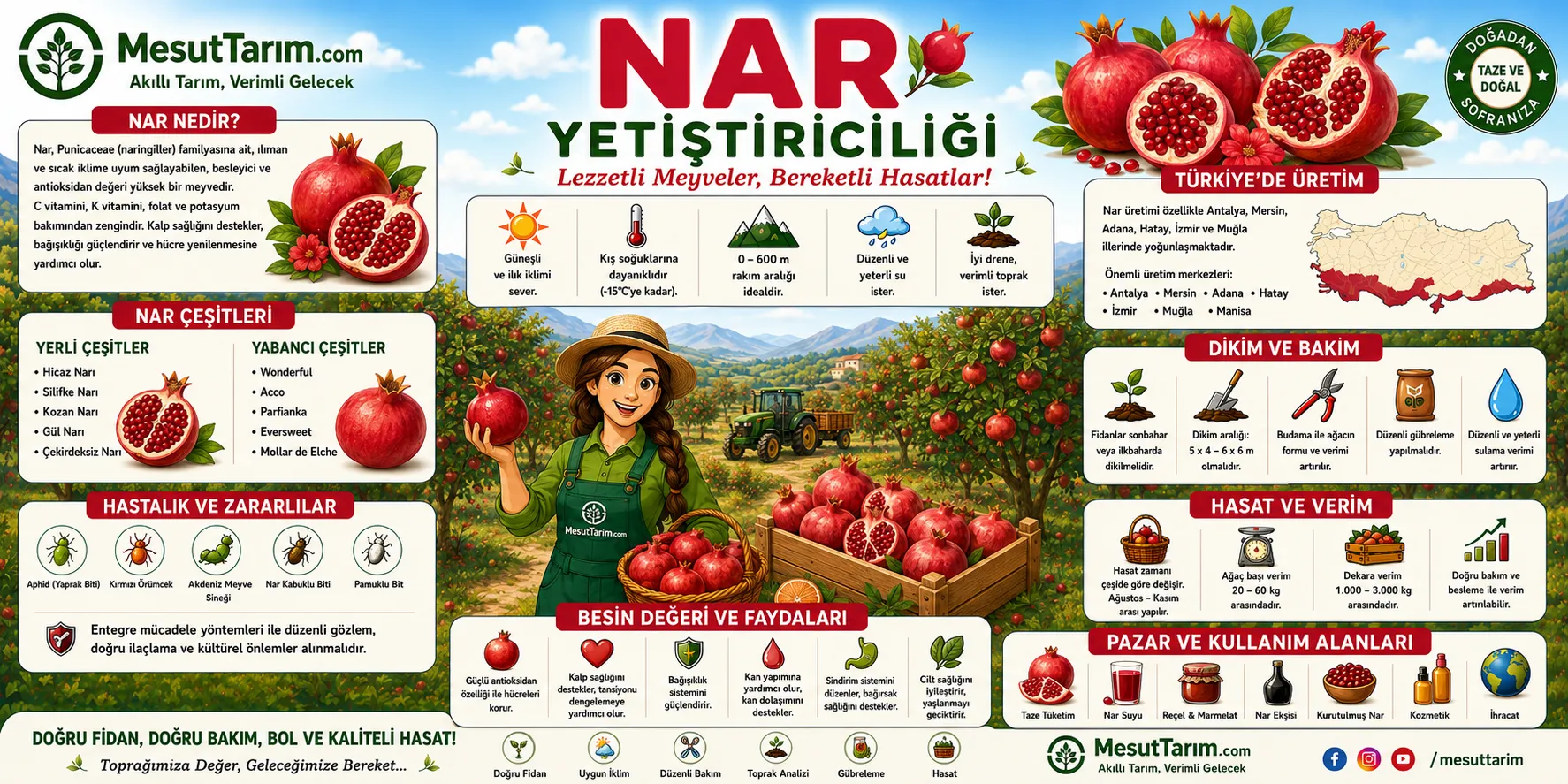 Nar Yetiştiriciliği (Punica granatum)