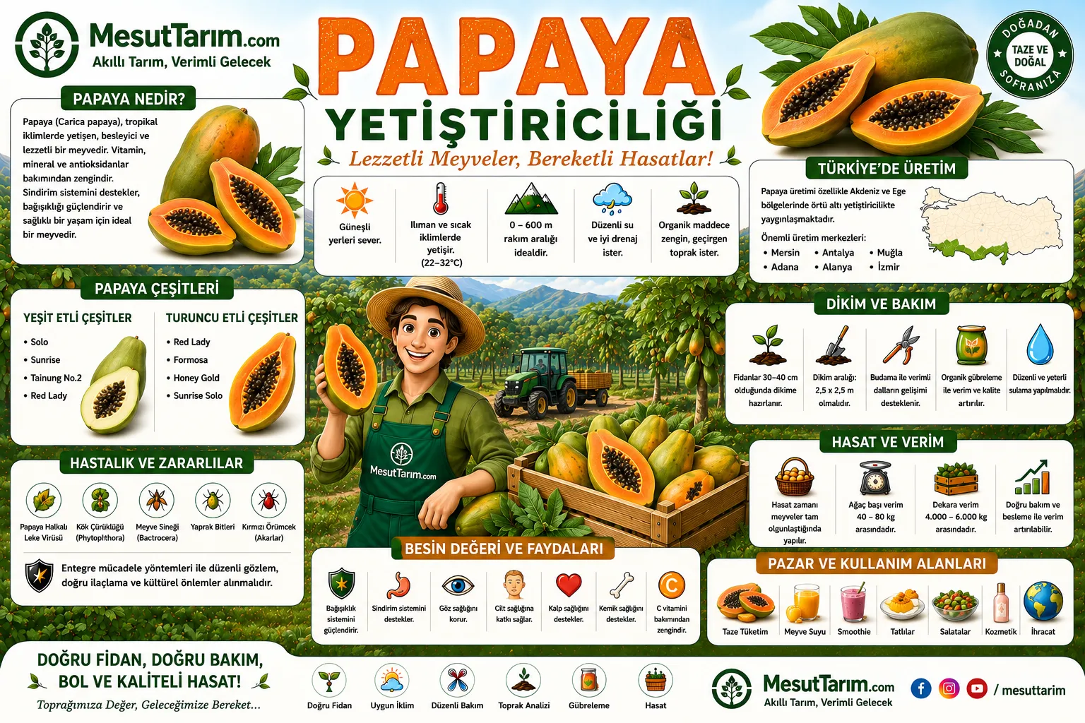 Papaya (Carica papaya) Yetiştiriciliği