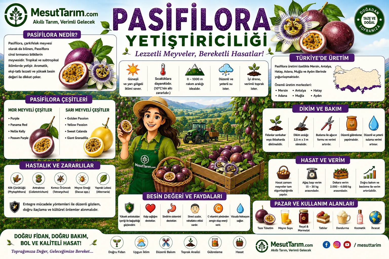 Passiflora (Çarkıfelek Meyvesi) Yetiştiriciliği