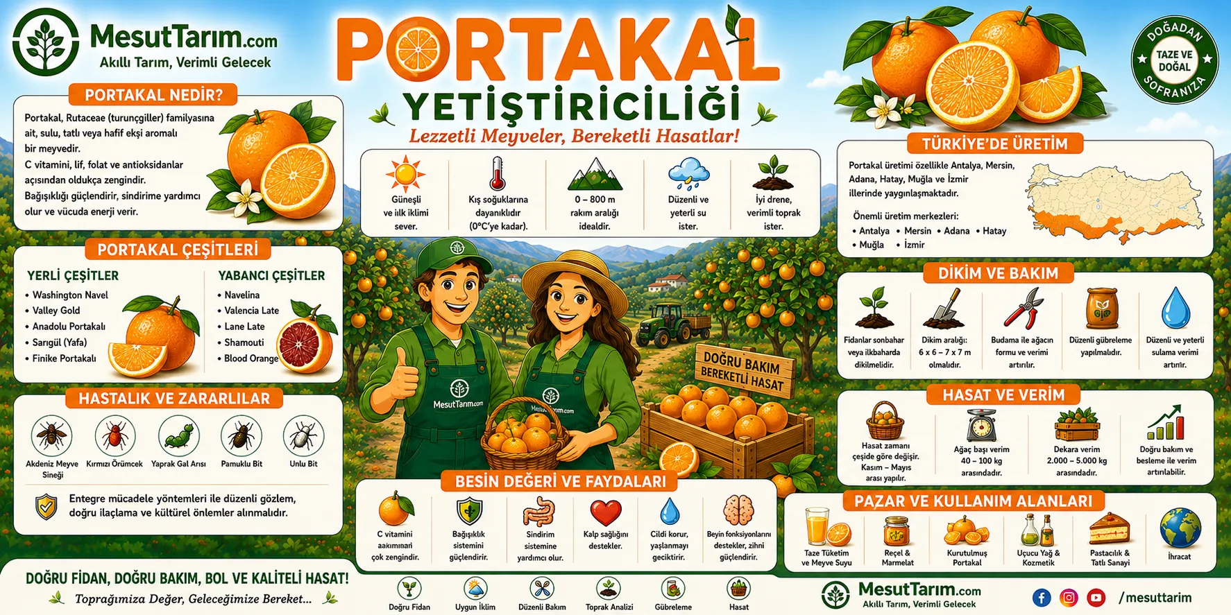 Portakal Yetiştiriciliği (Citrus sinensis)
