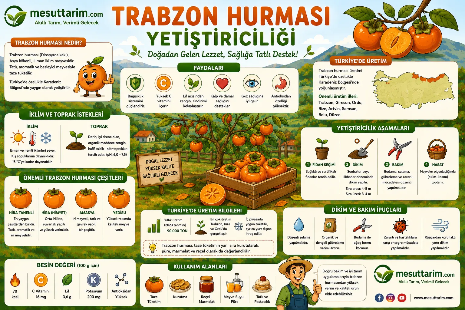 Trabzon Hurması (Diospyros kaki) – Cennet Meyvesi