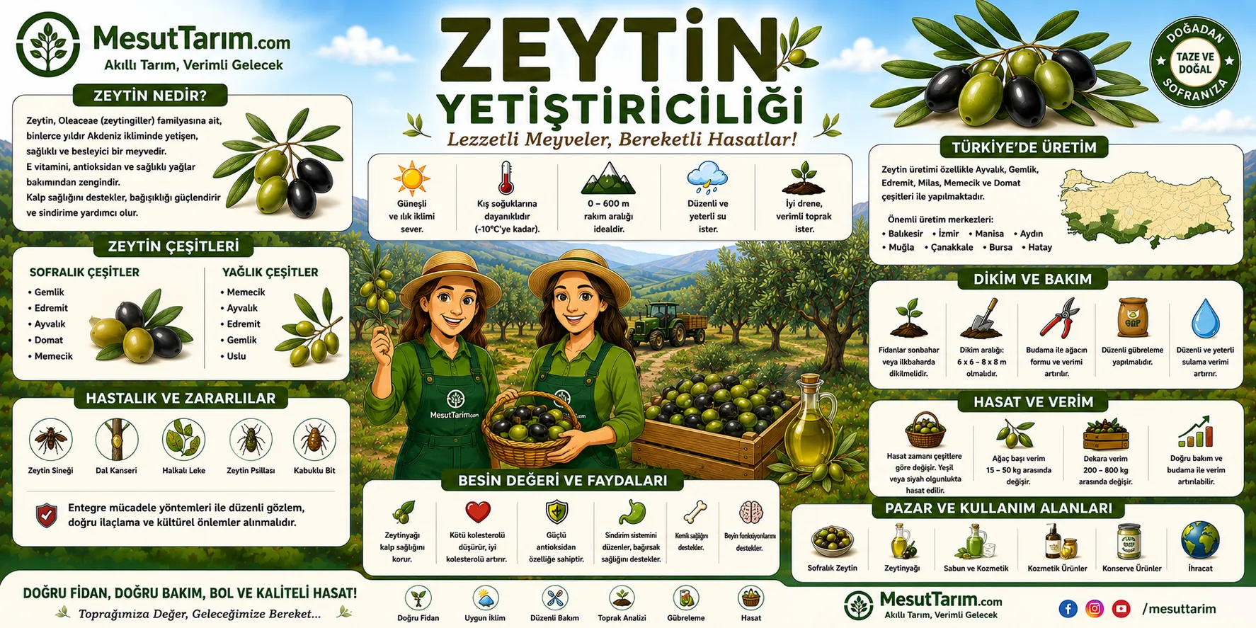 Zeytin Yetiştiriciliği (Olea europaea)